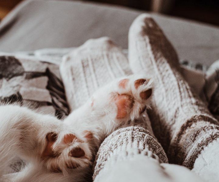 Image of cozy warm socks with animal paws over the feet.