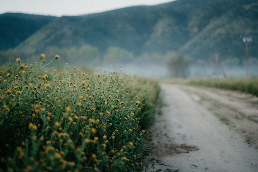 Mist over a dirt road