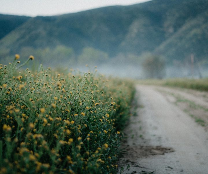 Mist over a dirt road